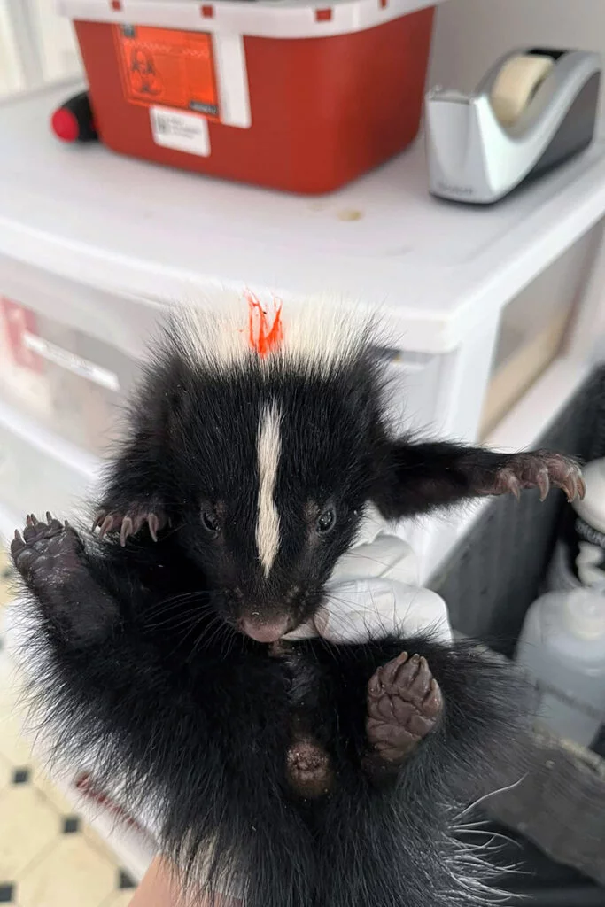 Wildlife Images Rehabilitation